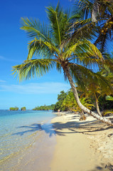 Leaning coconut tree on beach