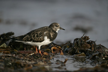 Turnstone, Arenaria interpres