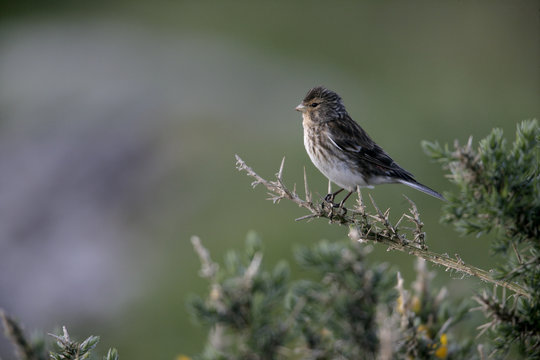 Twite, Carduelis flavirostris