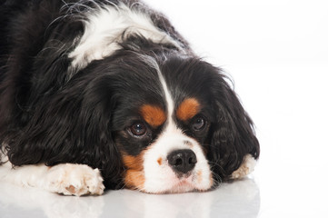 Cavalier King Charles Spaniel