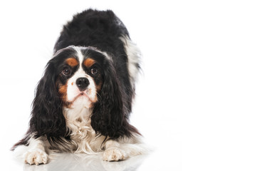 Cavalier King Charles Spaniel