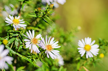 Wild camomile flowers