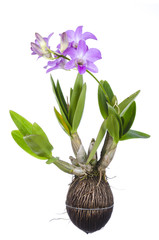 Purple orchid isolated white