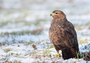 Common buzzard