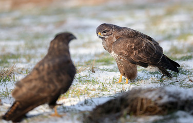 Common buzzards