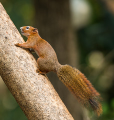 squirrel or small gong, Small mammals on tree © wuttichok