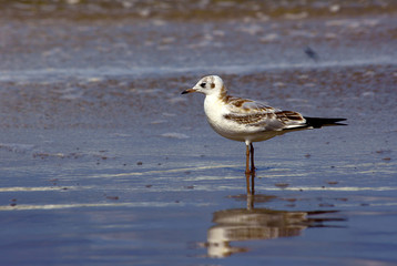 seagull on the Baltic beach, Poland
