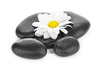 zen basalt stones and daisy isolated on white