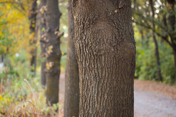 trunk of a tree in nature