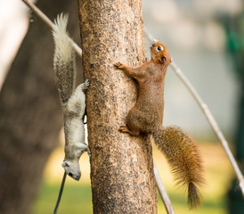 squirrel or small gong, Small mammals on tree © wuttichok