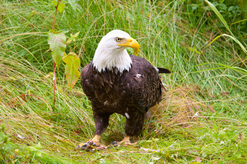 Bald Eagle standing, Alaska, USA