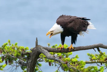 Keuken foto achterwand Arend Bald Eagle Screaming, British Columbia, Canada