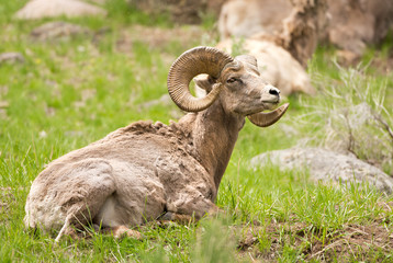 Big Horn Sheep Ram resting. Yellowstone National Park, USA