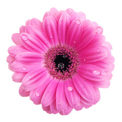 Pink gerbera flower with water drops isolated on white