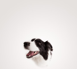 Cute border collie with copy space