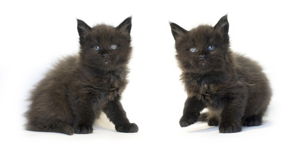 MAINE COON KITTENS black cat