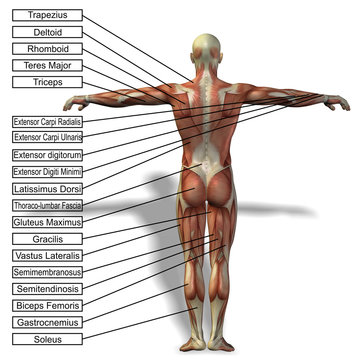 3D human man anatomy with muscles text