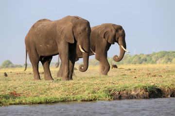 Elefanten im Chobe Nationalpark. Botswana