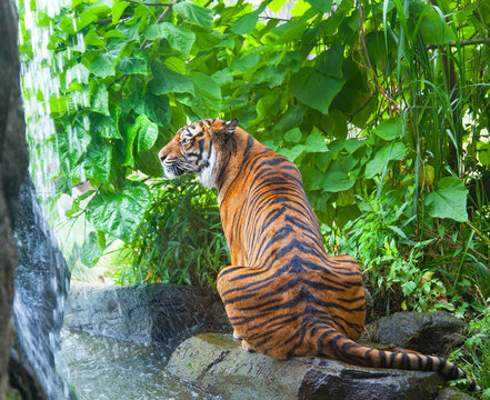sumatransky tiger sits at falls in the jungle