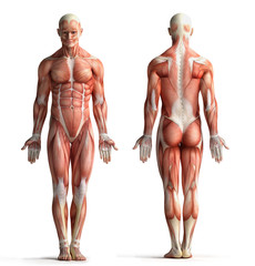 male anatomy view © adimas