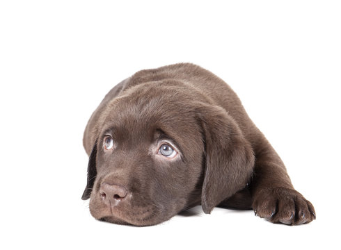 Labrador puppy chocolate on a white background in studio