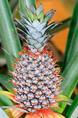 Fototapeta premium Growing Pineapple