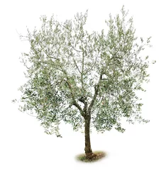 Peel and stick wall murals Olive tree olive tree
