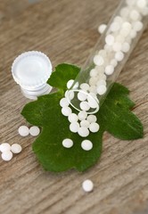 Globulis auf Blatt