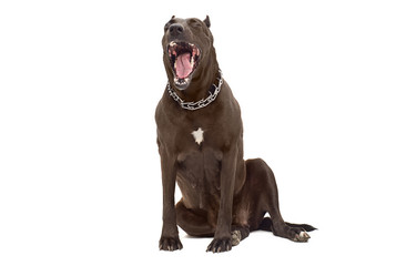 Portrait of a yawning Staffordshire Terrier