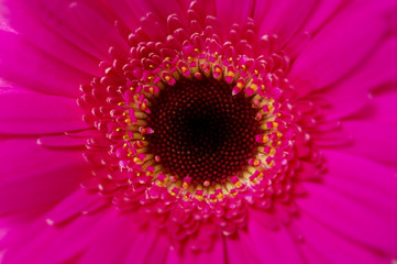 Fototapeta premium Bright pink gerbera macro close up