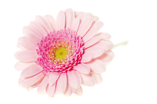 Soft pink gerbers isolated on a white background