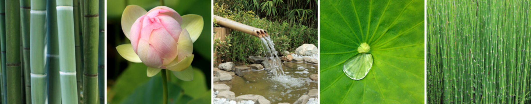 quintiptyque sur le th&egrave;me du jardin aquatique