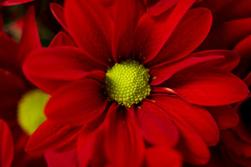 Red spry Chrysanthemum