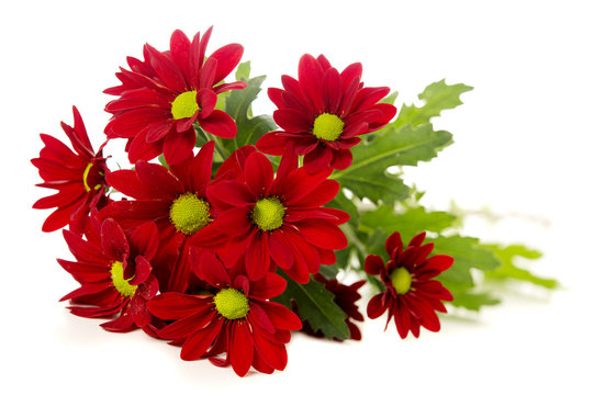 Red Spray Chrysanthemum