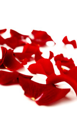 Red rose petals
