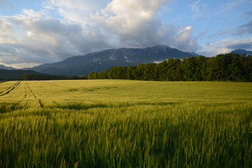 Fields of wheat