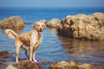 Beautiful woman with her dog playing on the sea shore. Outdoor p