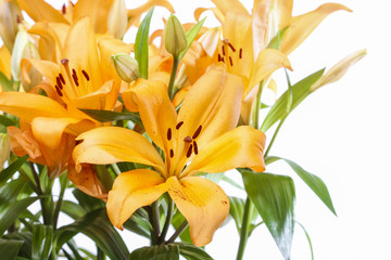 Fototapeta na wymiar Orange lily flowers on white background