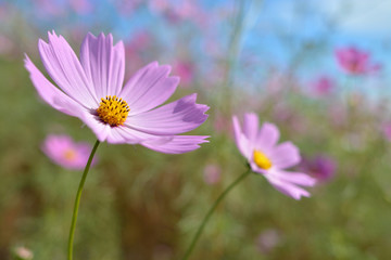 Obraz premium コスモス