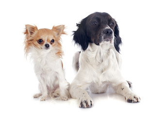 brittany spaniel and chihuahua