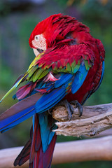 アカコンゴウインコ