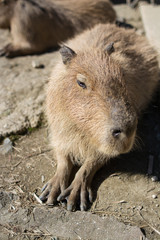 Fototapeta premium カピバラ