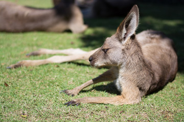 カンガルー