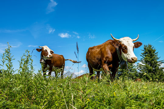 Alpine cows