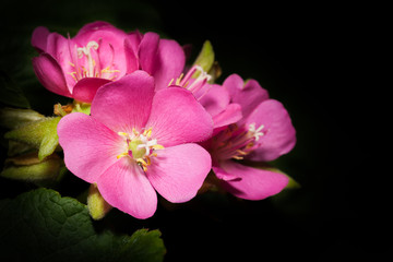 Fototapeta na wymiar Głęboki kolor różowy kwiat na tle wykorzystania