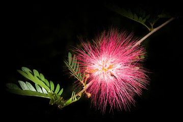 Red Mimosoideae (Mimosoideae de Candolle) for background use