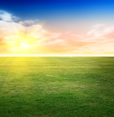 Summer field background