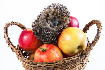 hedgehog