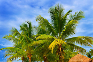 Fototapeta premium Palm tree with a beautiful bluw sky