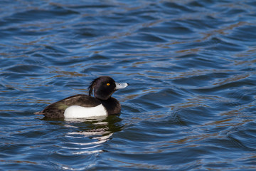 Tufted Duck